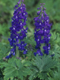 Dwarf Larkspur, Delphinium Tricorne, North America Photographic Print by Adam Jones