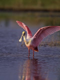 Roseate Spoonbill (Ajaia Ajaja) Florida, USA Photographie par Arthur Morris