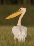 African White Pelican, Pelecanus Onocrotalus, Nakuru National Park, Kenya, Africa Photographic Print by Arthur Morris