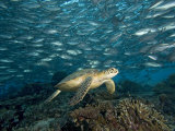 Green Sea Turtle (Chelonia Mydas) Swimming over a Coral Reef Among Schooling Fish, Malaysia Lámina fotográfica por David Fleetham