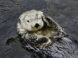 David Fleetham - California Sea Otter (Enhydra Lutris), California, USA - Fotografik Baskı David Fleetham - California Sea Otter (Enhydra Lutris), California, USA - Fotografik Baskı
