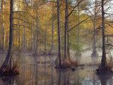 Bald Cypress Trees (Taxodium Distichum) in Spring Lake, Wall Doxey State Park, Mississippi, USA Photographic Print by Clint Farlinger