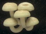 White Elm Oyster Mushrooms Growing on a Decaying Tree, Hypsizigus Tessulatus, North America Photographic Print by Jana Jirak