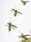 A Longhorn Beetle, Megacyllene Robiniae, Flying over a Flower. Virginia, USA Photographic Print