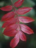 Fall Leaves of the Shining Sumac, Rhus Copallina, North America Photographic Print by Adam Jones