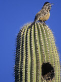 Cactus Wren on a Saguaro Cactus (Campylorhynchus Brunneicapillus), Arizona, USA Photographic Print by Tom Walker