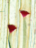 Cucurbita Plant Stem Showing Phloem and Sieve Plates Photographic Print by Ken Wagner