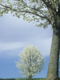 Bradford Pear Trees in Full Bloom, Kentucky, USA Photographic Print by Adam Jones