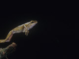 A Golden Gliding Frog, Rhacophorus Leucomystax, Jumping Lámina fotográfica por Joe McDonald