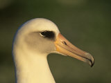 Laysan Albatross Head, Diomedea Immutabilis, Midway Atoll National Wildlife Refuge, USA Lámina fotográfica por John & Barbara Gerlach Laysan Albatross Head, Diomedea Immutabilis, Midway Atoll National Wildlife Refuge, USA Lámina fotográfica por John & Barbara Gerlach