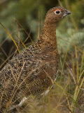 Willow Ptarmigan in Summer Plumage, Lagopus Lagopus, North America Photographic Print by Joe McDonald