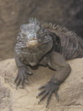 Male Grand Caymen Blue Iguana (Cyclura Nubila Lewisi) Endangered Photographic Print by Adam Jones