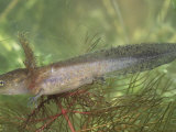 Spotted Salamander Larva, Ambystoma Maculatum, Ohio, Usa. Note the External Gills Photographic Print by Gary Meszaros