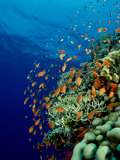 Schooling Lyretail Anthias and Near a Coral Reef. (Pseudanthias Squamipinnis) Red Sea Photographie par Reinhard Dirscherl