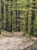 Path Through a New England Deciduous Forest in the Spring, USA Photographic Print