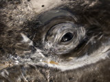 Eye of a Gray Whale, Eschrichtius Robustus, San Ignacio Lagoon, Baja California, Mexico Photographic Print by Gerald & Buff Corsi