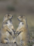 Joe McDonald - Black-Tailed Prairie Dogs Near the Opening to their Burrow, Cynomys Ludovicianus, Western USA - Fotografik Baskı