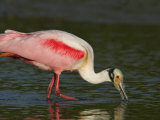 Roseate Spoonbill Feeding, Ajaia Ajaja, Southern USA Photographic Print by Arthur Morris