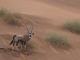 Gemsbok, Oryx Gazella, on a Sand Dune in the Namib Desert, Namibia, Africa Photographic Print by Joe McDonald