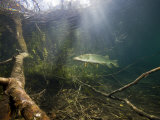 Northern Pike (Esox Lucius), Echinger Weiher Lake, Germany Photographie par Reinhard Dirscherl