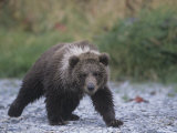 Brown Bear Cub (Ursus Arctos), Kodiak Island, Alaska, USA Photographic Print by Tom Walker