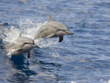 Two Spinner Dolphins (Stenella Longirostris) Leaping into the Air at the Same Time, Hawaii, USA Photographie par David Fleetham