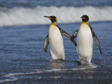 King Penguins (Aptenodytes Patagonicus) Walking Along the Beach, Salisbury Plain, South Georgia Photographie par Don Grall