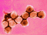 Adenovirus Photographic Print by Hans Ackermann