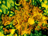 Pear Sclereids or Stone Cells Lámina fotográfica por George Wilder