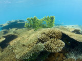 Corals in Bikini Lagoon, Marshall Islands, Bikini Atoll, Micronesia, Pacific Ocean Lámina fotográfica por Reinhard Dirscherl Corals in Bikini Lagoon, Marshall Islands, Bikini Atoll, Micronesia, Pacific Ocean Lámina fotográfica por Reinhard Dirscherl