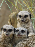 Group of Meerkats (Suricata Suricatta) Fotografisk tryk af Adam Jones Group of Meerkats (Suricata Suricatta) Fotografisk tryk af Adam Jones