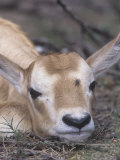 Addax Resting, Addax Nasomaculatus, a Highlt Endangered Species in the Sahara and Middle East Photographic Print by Joe McDonald
