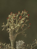 British Soldier Lichens (Cladonia Cristatella), Eastern North America Lámina fotográfica por Leroy Simon