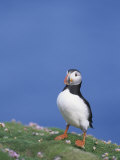 Atlantic Puffin, , Fratercula Artica Photographic Print by John & Barbara Gerlach