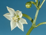 Sweet Pepper Flower, Capsicum Annuum Photographic Print by Jerome Wexler
