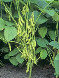 Soybeans Photographic Print by Wally Eberhart