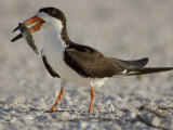 Black Skimmer, Rynchops Niger, with Fish Prey in its Bill, Southern USA Photographie par John Cornell