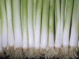 Scallions or Green Onions Photographic Print by Ken Lucas