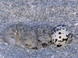 Black Skimmer Chicks and an Egg at the Ground Nest, Rhynchops Niger, Sarasota, Florida, USA Photographie par Arthur Morris