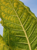 Close-Up of a Tobacco Leaf Ready for Harvest (Nicotiana Tabacum), Tennessee, USA Photographic Print by Wayne Hutchinson