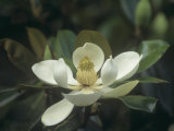 Southern Magnolia Flower (Magnolia Grandiflora), Southern North America Photographic Print by Leroy Simon