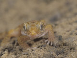 Israeli Sand Gecko, Stenodactylus Petrii, Israel Photographic Print by Joe McDonald