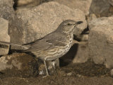 Sage Thrasher Drinking at a Water Drip (Oreoscoptes Montanus), Arizona, USA Photographie par Charles Melton