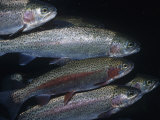 Rainbow Trout or Steelhead (Oncorhynchus Mykiss), California, USA Photographic Print by Ken Lucas