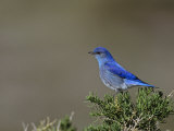 Male Mountain Bluebird, Sialia Currucoides, North America Photographie par John & Barbara Gerlach