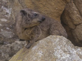 Bush Hyrax, Heterohyrax Brucei, Hell's Gate National Park, Kenya, Africa Photographic Print by Gerald & Buff Corsi