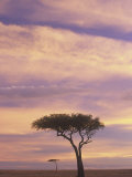 Acacia Trees Silhouetted at Twilight on the Savanna, Masai Mara Game Refuge, Kenya, Africa Lámina fotográfica por Adam Jones Acacia Trees Silhouetted at Twilight on the Savanna, Masai Mara Game Refuge, Kenya, Africa Lámina fotográfica por Adam Jones