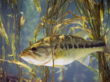 Largemouth Bass (Micropterus Salmoides), the Georgia, Usa State Animal Photographie par Steve Maslowski