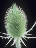 Teasel Seed Head, Dipsacus Sylvestris, North America Photographic Print by Jerome Wexler