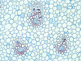 Vascular Bundles and Scattered Parenchyma in the Stem of Dracaena Fragrans Photographie par Ken Wagner